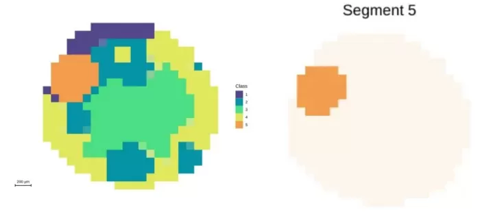 Segmentation analysis at 100μm resolution and demonstration of embryonic axis regions
